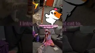 VR CAT GAME 🐱 Neko Atsume. Meta Quest 2, Meta Quest 3. Oculus Mixed Reality VR headset