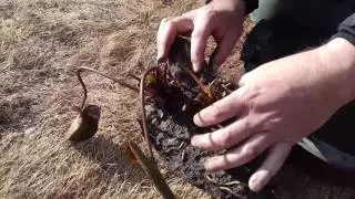 Пересадка и деление нимфей, тип корневища ананас (ананасовый тип корневища)