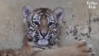 Goodbye! Zoo Staff's Last Farewell With Korean Tiger Teens | Kritter Klub
