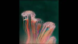 [FREE] Travis Scott type beat - 