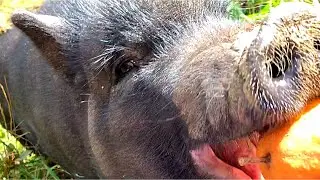 Moving a pig with pears!