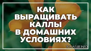 Как выращивать каллы в домашних условиях? | toNature.Info