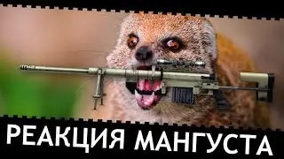 Warface: Реакция Мангуста!
