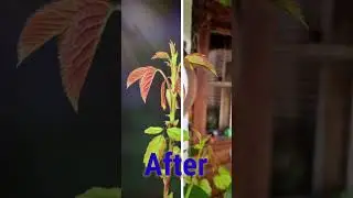 Rose Leaves Before and After !! Sub for tutorial Video. #mobilephotography #mobile_editing