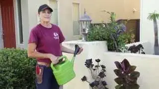 Succulent Planter Bed Rejuvenation