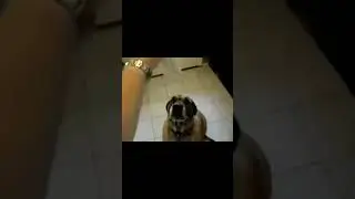Life is roblox (dog) 🤯