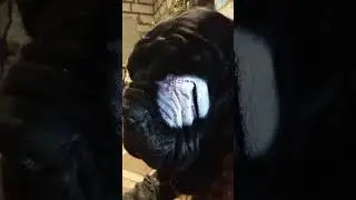 Заворот верхнего века ,Мале сегодня делали операцию #mastino #мастинонаполетано