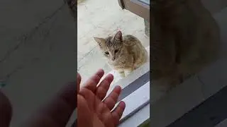 Cats are love