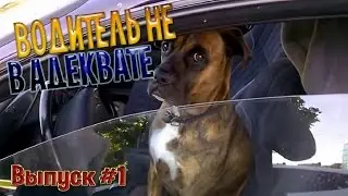 Подборка приколов от BEAR #1 | Водитель не в адеквате