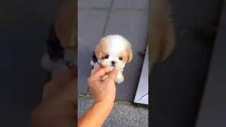 The angel puppy is alive and moving!! So cute🥰💕omg!!😍🧚🏻‍♀️ #cutepuppy #puppy #cutedog #minidog
