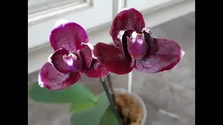 ПРЕКРАСНЫЕ ОРХИДЕИ, НА ПРОДАЖУ!