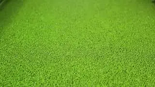 Mesmerizing Duck Weed floating in a cultivation pond