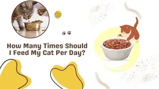 How Many Times Should I Feed My Cat Per Day? Feeding Times and Frequency for Your Cat.