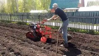 Посадка картошки Агатом на гусеницах. 2018