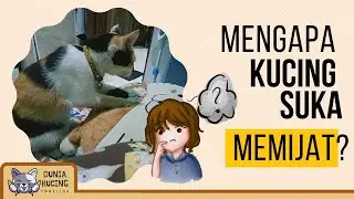 PERILAKU MEMIJAT PADA KUCING