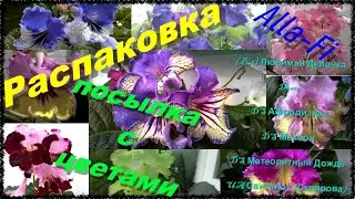 Стрептокарпусы, распаковка и обзор посылки.
