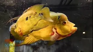 Amphilophus trimaculatus pair