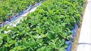 МАМА БЛОГЕР ОБЗОР КЛУБНИКИ С МЕСТА СОБЫТИЙ