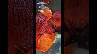 Дискусы Кристалла! 👍