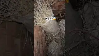 МОНСТР В ПОГРЕБЕ😱