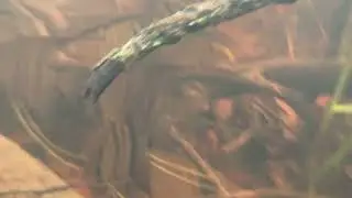 Angelfish Habitat