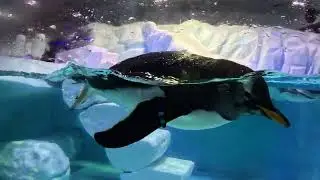 Penguins | Water Aquarium | The Mall of Dubai | UAE 🇦🇪🐧 4k