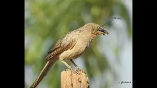 Large babbler/ મોટું લલેડું