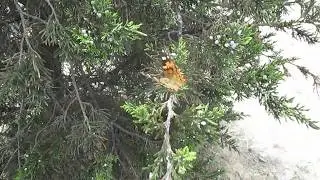 Ақтауда көбелек қаптап кетті