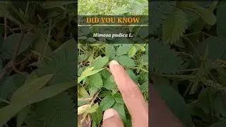 Did You Know: Putri Malu #healthy #shorts #health