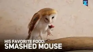 Always wanted a Harry Potter owl? Here's the reality!
