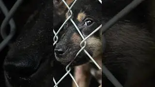 No dog will ever have to suffer at these two puppy-fattening farms again