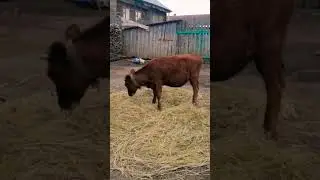 Детский сад 🐄