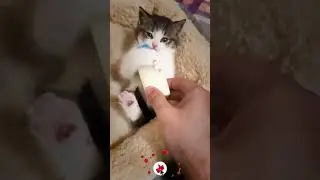 Awesone New Cat Funny and Cute Moments Part 1 #CatFunny #shorts