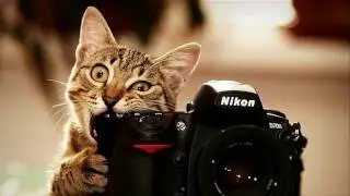 Kediler selfie çekerse!