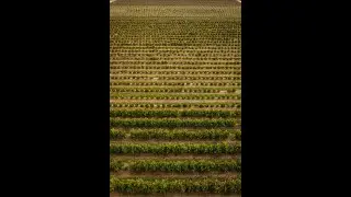 Babylonstoren Minute – 19 July 2022