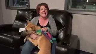 Adopt this Pet! Chloe Could Be a Perfect Fit