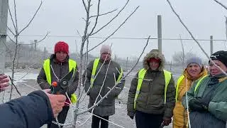 Как обрезать сад интенсивного типа. Питомник Маценко