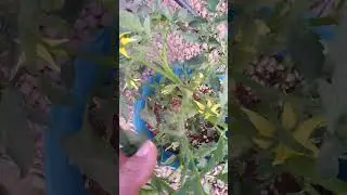 Tomato plant progress #gardening
