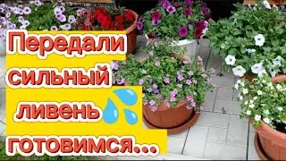 Воронежская область. 3 июня 2023 год.