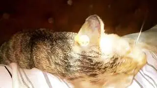 Bismillah viral kucing sange slowmo
