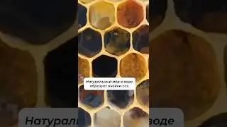 Генетическая память мёда. Правда или миф?🤥 Заказать мёд: https://mishkinskymed.ru #мифы #bees