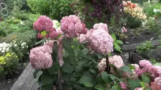 Родники. Питомник Татьяны Шмелёвой 