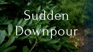 Michael Kim-Sheng - Sudden Downpour