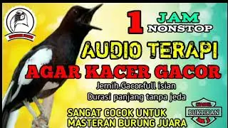 Masteran kacer.sangat cocok memancing kacer bakalan cepat gacor