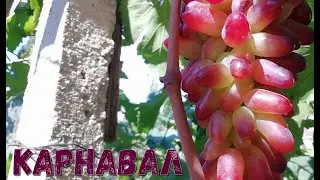 Виноград Карнавал