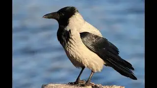 Сорока и Серая Ворона Кроухантинг..Crow Hunting 2022. День 5 Часть 2
