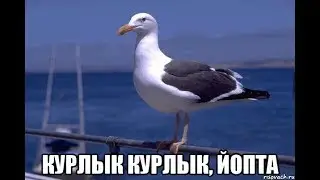 как скуф умеет курлыкать