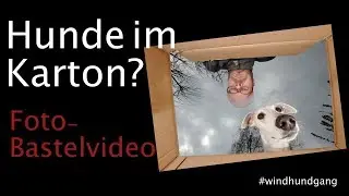 Hundefotografie Lustig in den Karton gucken - Fotoidee!
