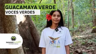 Voces Verdes Entrevista con Denis Vergara - Ara Panamá