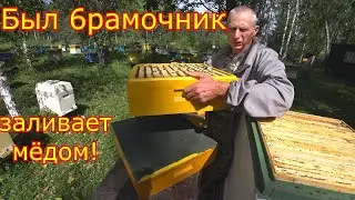 ШЕСТИРАМОЧНИК ЗАЛИВАЕТ МЁДОМ!!! Карника на МЕДОСБОРЕ!